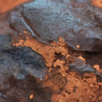 Microbiologically Influenced Corrosion (MIC): What It Is and Why It Matters